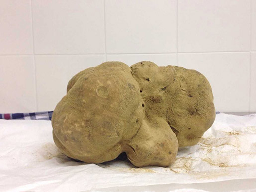 white truffle 2